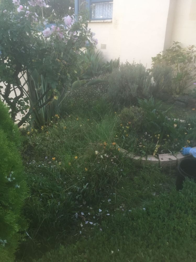 IMG_2390.JPG IMG_2390.JPG