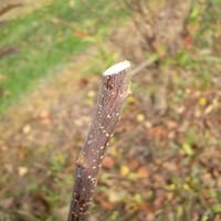 4. Sloping cut.jpg 4. Sloping cut.jpg