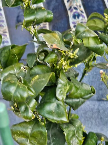 1000097883.jpg 1000097883.jpg