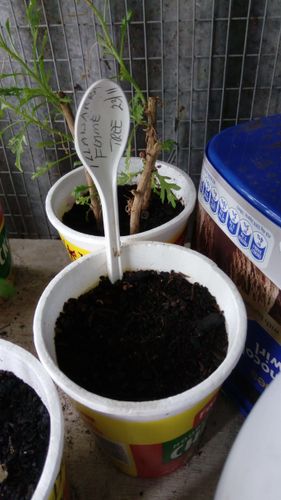 IMG_20180315_152850.jpg IMG_20180315_152850.jpg