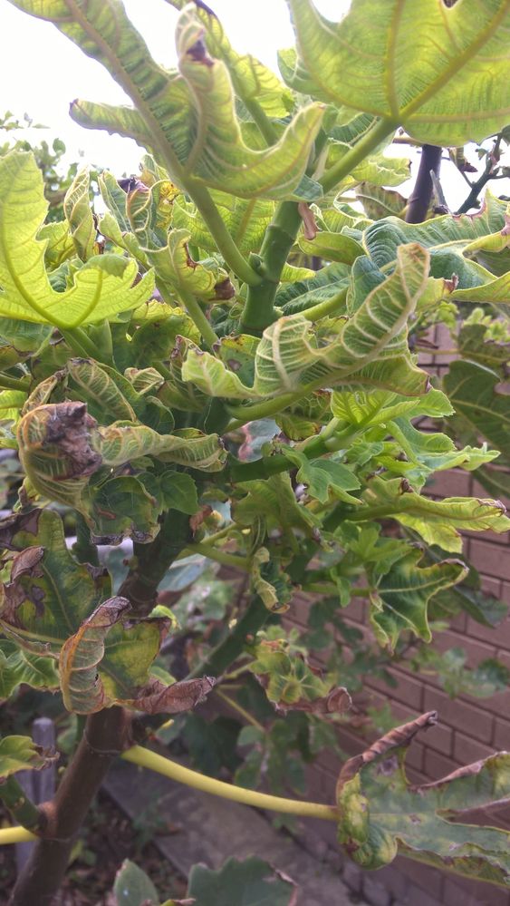 Fig leaf 1.jpg Fig leaf 1.jpg