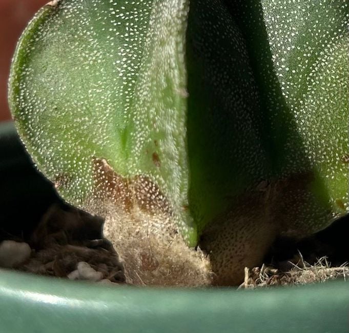 IMG_1265.jpg IMG_1265.jpg