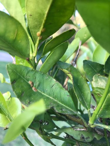 585843BA-D037-4C6D-9045-974992783A15.jpeg 585843BA-D037-4C6D-9045-974992783A15.jpeg