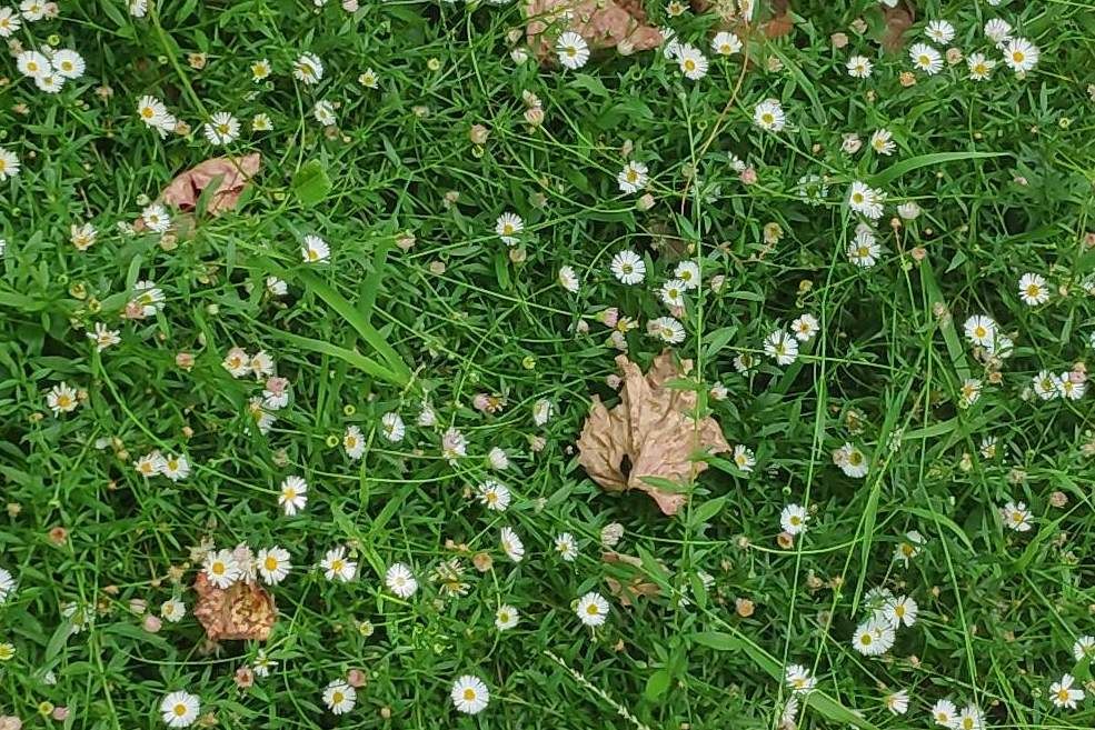 snakey CU.jpg snakey CU.jpg