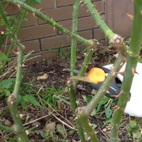 3.2 Remove branches that are congesting the centre.JPG 3.2 Remove branches that are congesting the centre.JPG