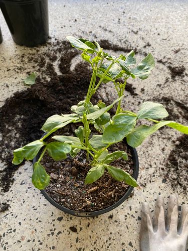 19D987C8-C49A-4A80-8E44-D6F6D304E1AA.jpeg 19D987C8-C49A-4A80-8E44-D6F6D304E1AA.jpeg