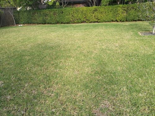 grass 2.jpg grass 2.jpg