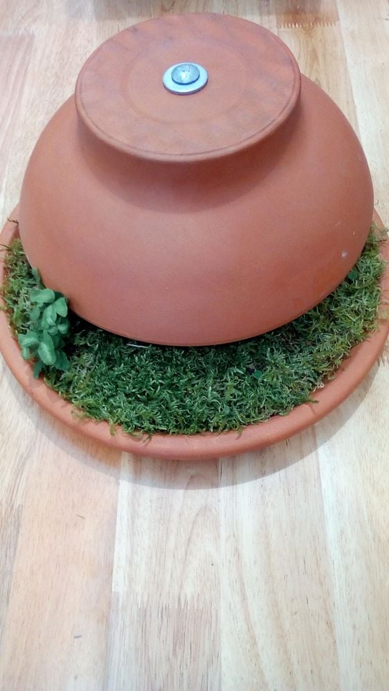 5 Water + Add Mini Plants.jpg 5 Water + Add Mini Plants.jpg