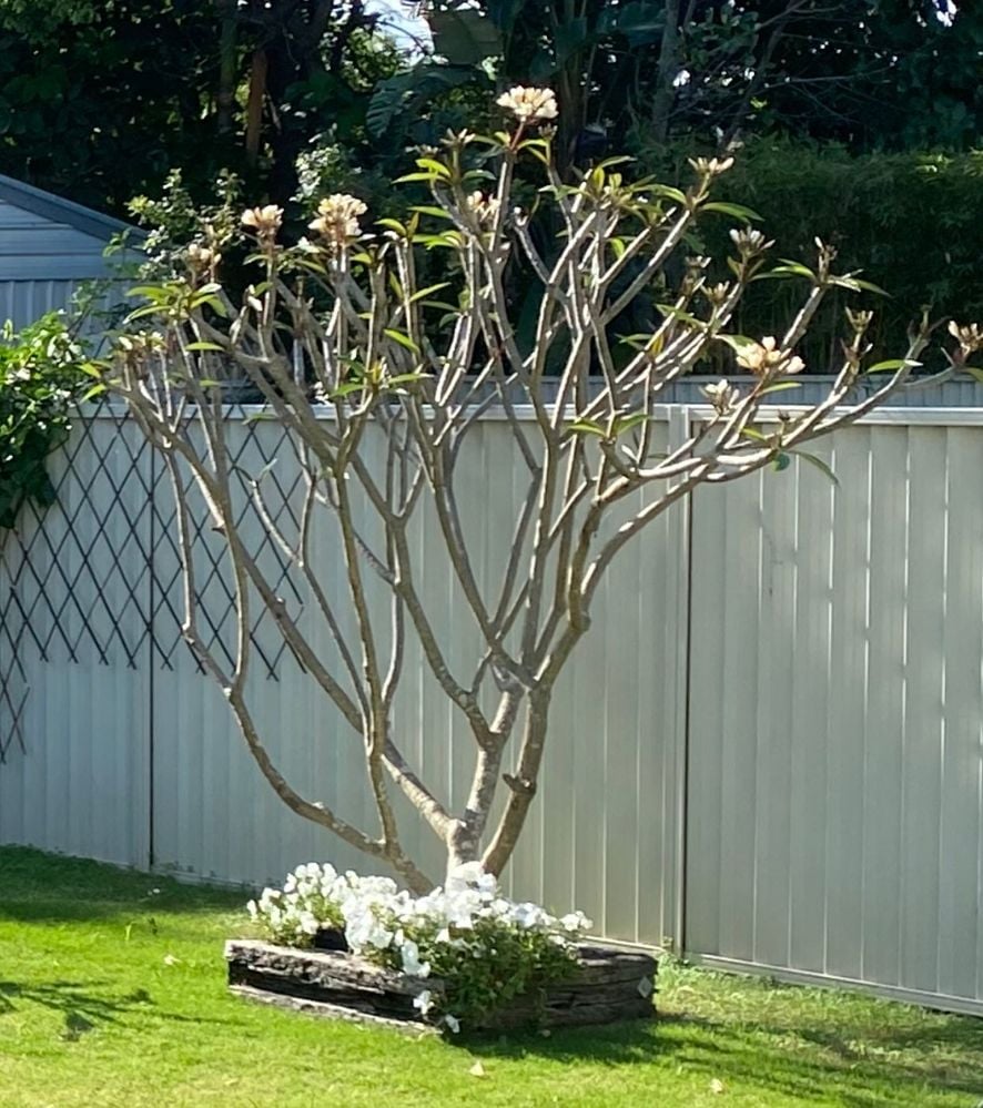 95417645-7249-475B-9AA8-161C172000D1.jpeg 95417645-7249-475B-9AA8-161C172000D1.jpeg