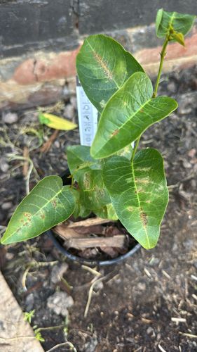 55187D80-60B0-45B6-85D3-6AA5D5A009E2.jpeg 55187D80-60B0-45B6-85D3-6AA5D5A009E2.jpeg