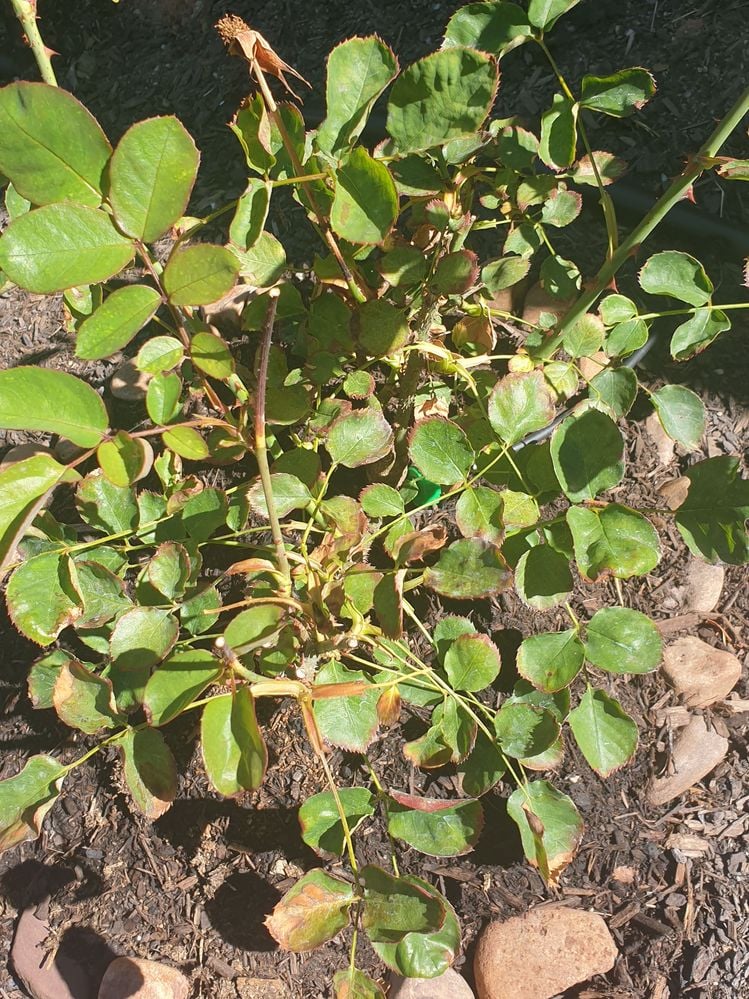 20231127_100822.jpg 20231127_100822.jpg