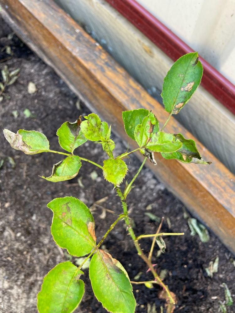 IMG_9115.jpg IMG_9115.jpg