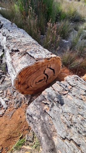 Resized_20231111_081816.jpeg Resized_20231111_081816.jpeg