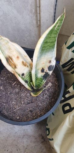 20240804_084426.jpg 20240804_084426.jpg