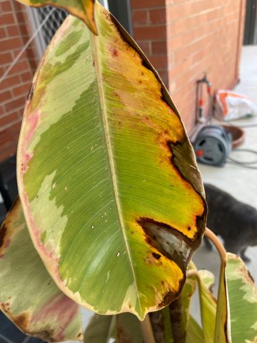 IMG_1207.jpeg IMG_1207.jpeg