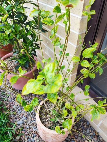 IMG_20211022_130526.jpg IMG_20211022_130526.jpg