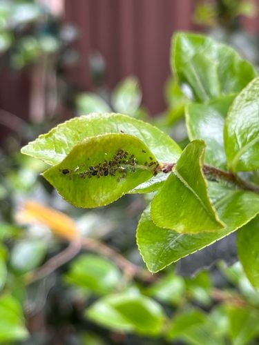 IMG_5442.jpeg IMG_5442.jpeg