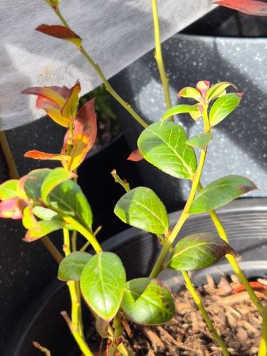 1000097129.jpg 1000097129.jpg