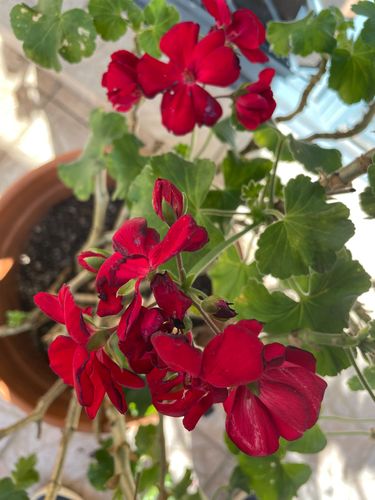 IMG_5959.jpeg IMG_5959.jpeg