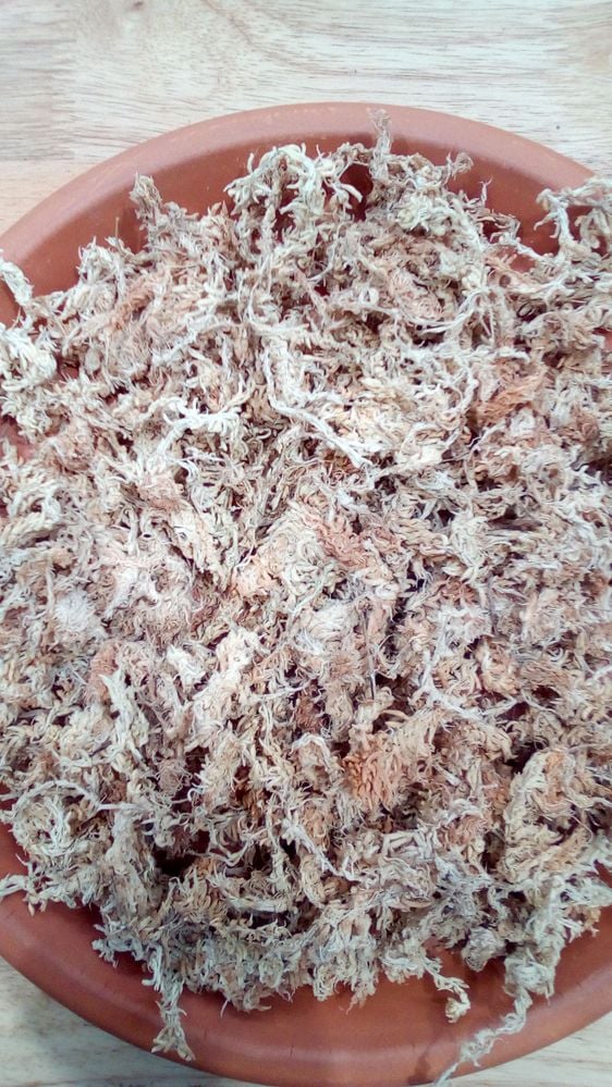 4 Fill saucer with Spagnum Moss.jpg 4 Fill saucer with Spagnum Moss.jpg