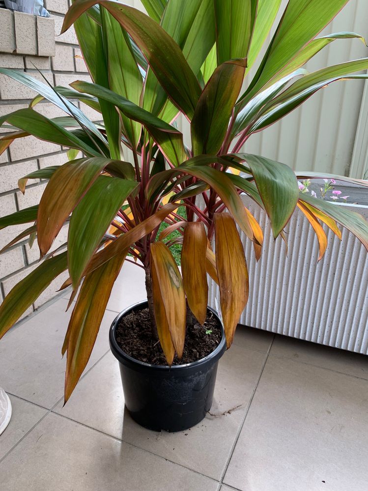 Cordyline.jpg Cordyline.jpg