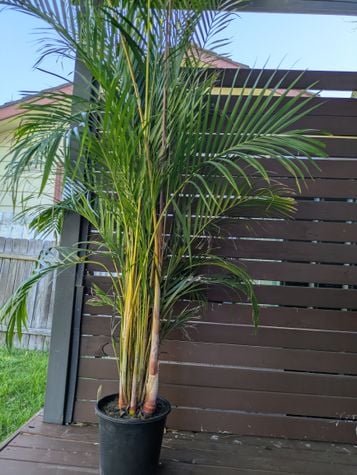 PXL_20250920_052620496.MP.jpg PXL_20250920_052620496.MP.jpg