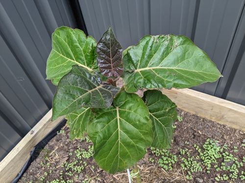 PXL_20211013_030014318.jpg PXL_20211013_030014318.jpg