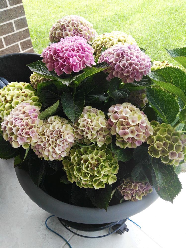 Hydragena.jpg Hydragena.jpg