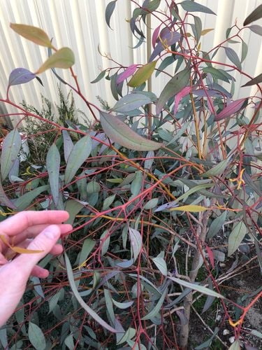 IMG_1066.jpeg IMG_1066.jpeg