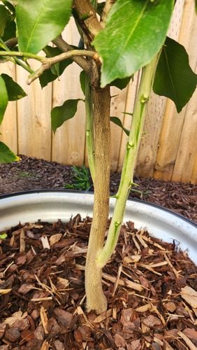 1000165739.jpg 1000165739.jpg