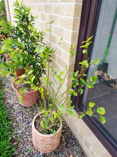 IMG_20211022_130522.jpg IMG_20211022_130522.jpg