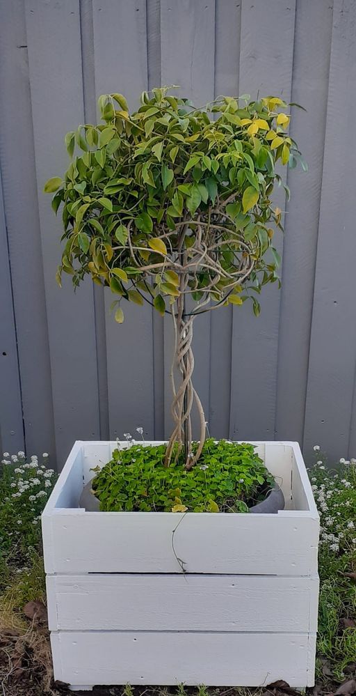 Planted container in box.jpg Planted container in box.jpg