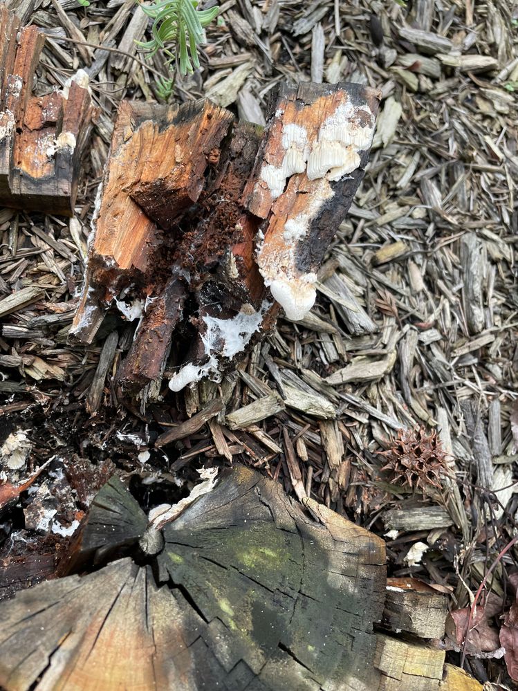 IMG_2925.jpeg IMG_2925.jpeg