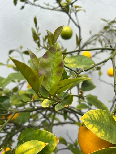 IMG_2136.jpeg IMG_2136.jpeg