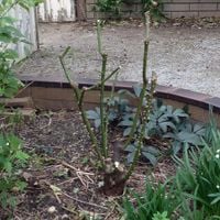 5. Look critically at the bush as a whole.JPG 5. Look critically at the bush as a whole.JPG