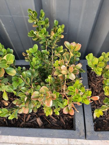 20220102_081210.jpg 20220102_081210.jpg