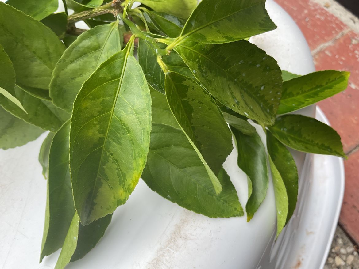 IMG_0225.jpeg IMG_0225.jpeg