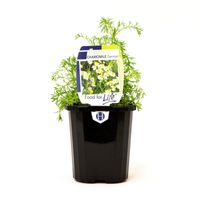 Chamomile.jpeg Chamomile.jpeg