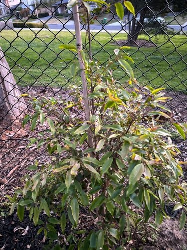 IMG_4462.jpeg IMG_4462.jpeg