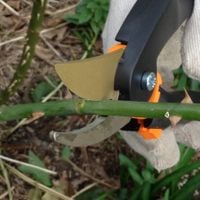 4. Cut above the bud or node.JPG 4. Cut above the bud or node.JPG