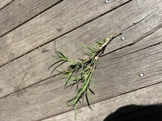 IMG_0228.jpeg IMG_0228.jpeg