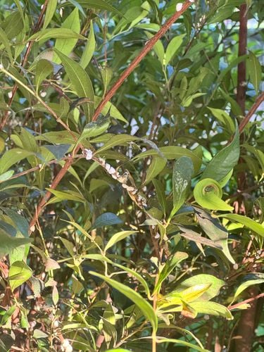 IMG_3234.jpeg IMG_3234.jpeg