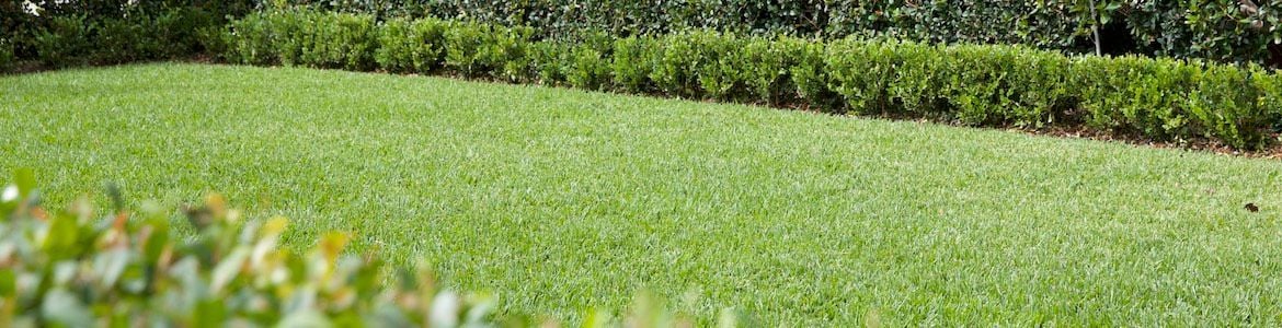 How to dethatch your lawn.jpeg How to dethatch your lawn.jpeg