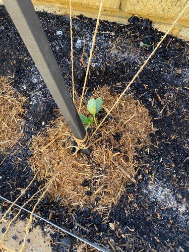 IMG_9469.jpeg IMG_9469.jpeg