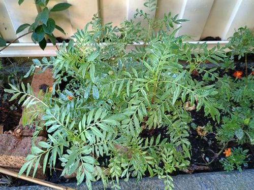 1000072168.jpg 1000072168.jpg