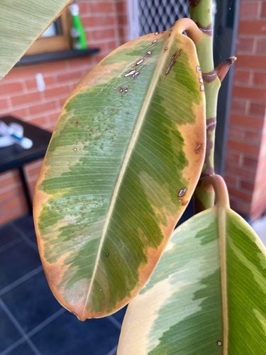 IMG_1209.jpeg IMG_1209.jpeg