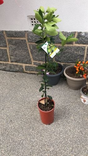 7BEEEE15-9E02-4090-907B-4A5470F2E3FC.jpeg 7BEEEE15-9E02-4090-907B-4A5470F2E3FC.jpeg