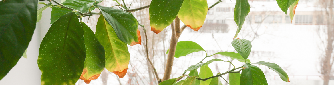 How to care for a sick plant.png How to care for a sick plant.png