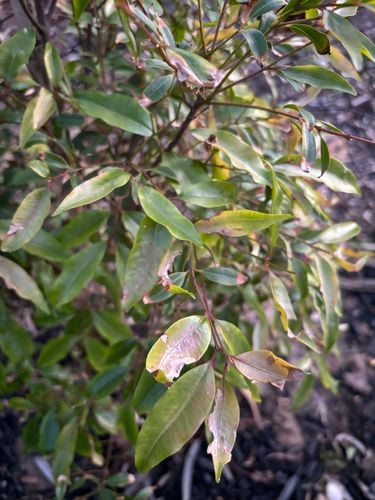 IMG_4461.jpeg IMG_4461.jpeg