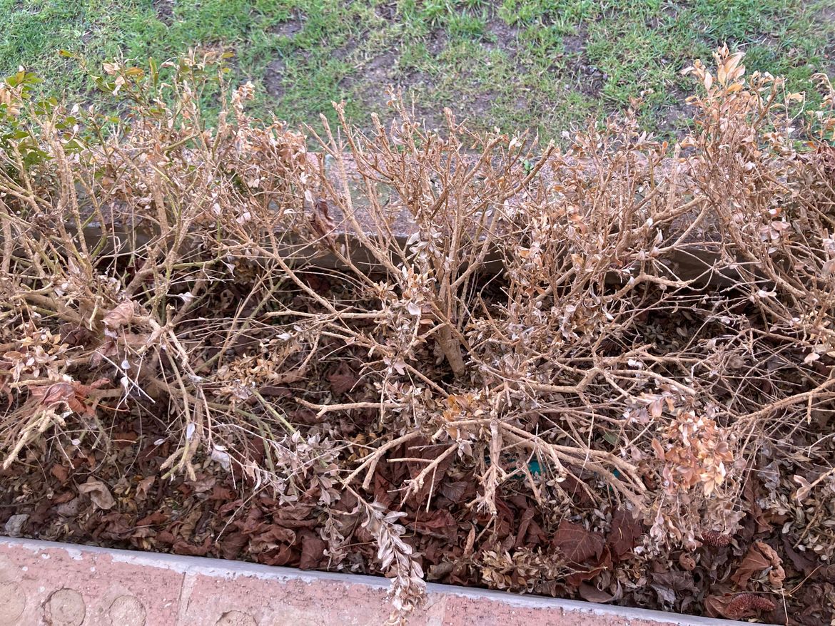 IMG_6538.jpeg IMG_6538.jpeg